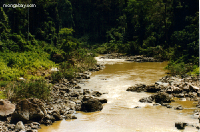 Borneo-whitewater