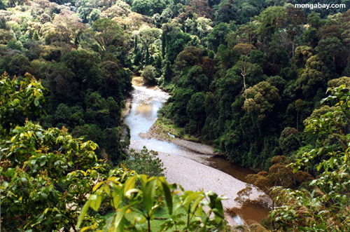 Borneo Fluß