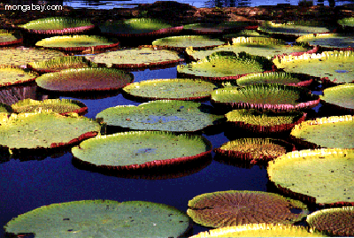 Lirios gigantes del agua, Victoria Amazonica
