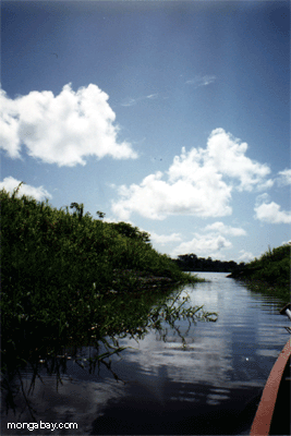 Canal De Per� Amazon