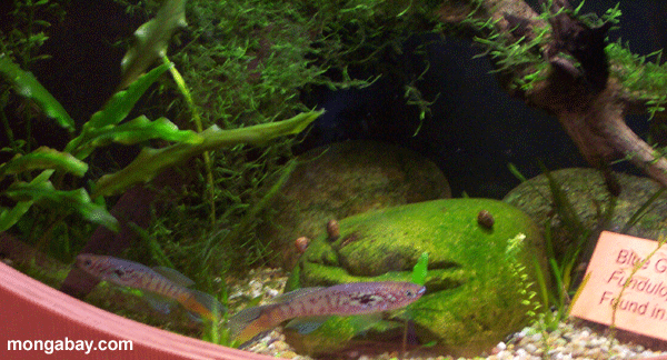 Tropische Fische -- Blaues Gularis