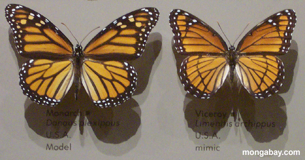 Imitateurs De Papillon De Monarque