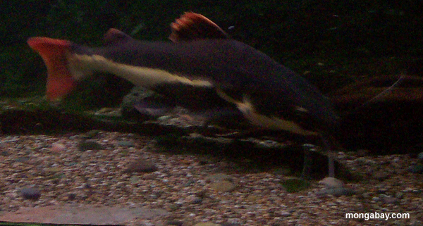 Peixe-gato De Redtail