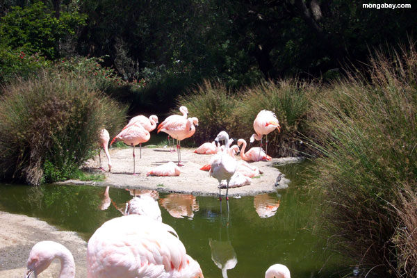 Flamingos