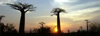 Madagascar: Information on a country rich with culture and biodiversity.