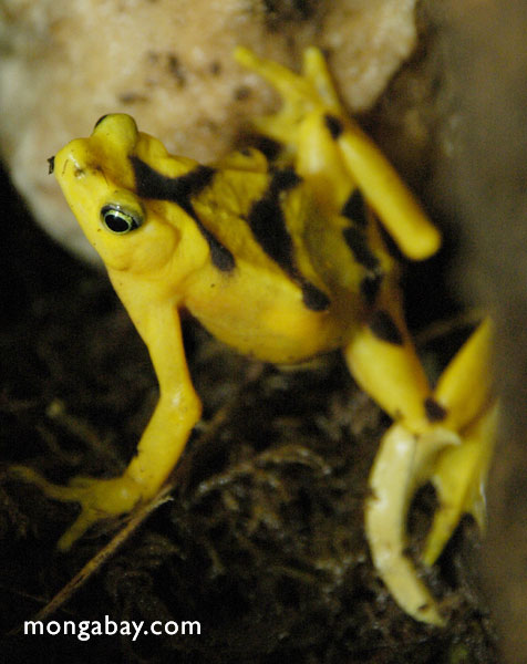 Panama goldener Frosch (Atelopus zetecki)