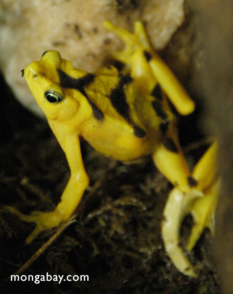 パナマ金色のカエル（ atelopus zetecki ）