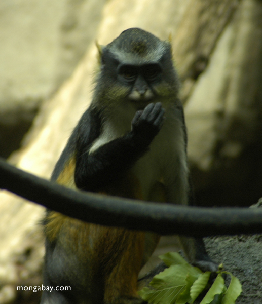 debrazza в обезьяну (cercopithecus neglectus)