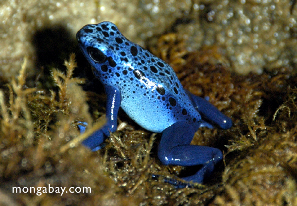 Rana flecha azul (Dendrobates azureus) de Surinam.