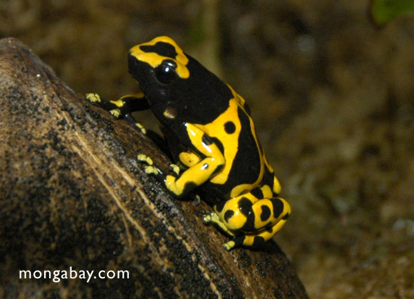 Gelb-Mit einem Band versehener Gift-Frosch (Dendrobates leucomelas)