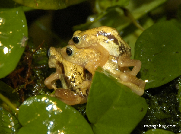 kihansi спрей жаба (nectophrynoides asperginis)