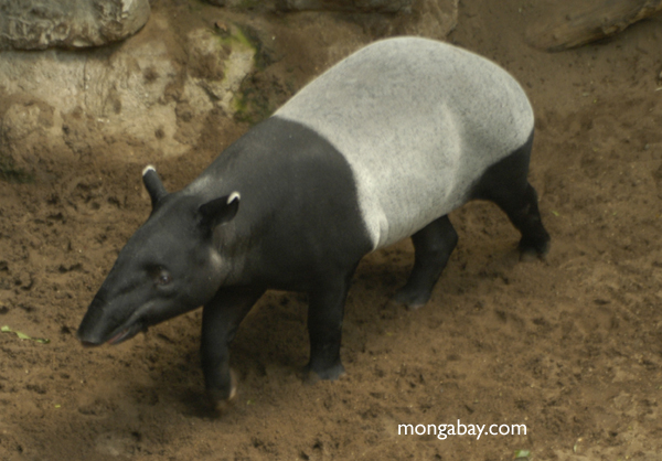 Малайский тапир (tapirus indicus)