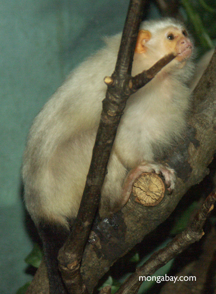 Silbriges marmoset (Callithrix argentata)