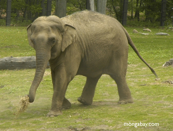 http://mongabay.com/images/2005-05/asian_elephants-female_10.jpg