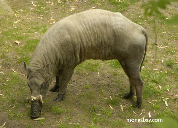 babirusa или свиньи-олень (babyrousa babyrussa)