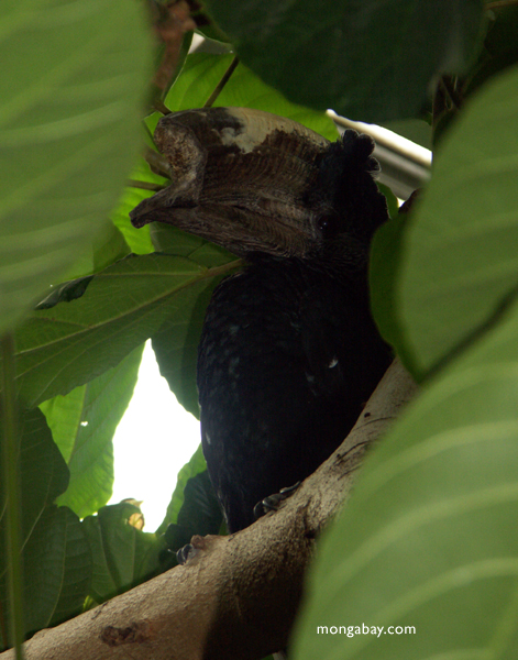 Graues-Cheeked Hornbill (Bycanistes subcylindricus)