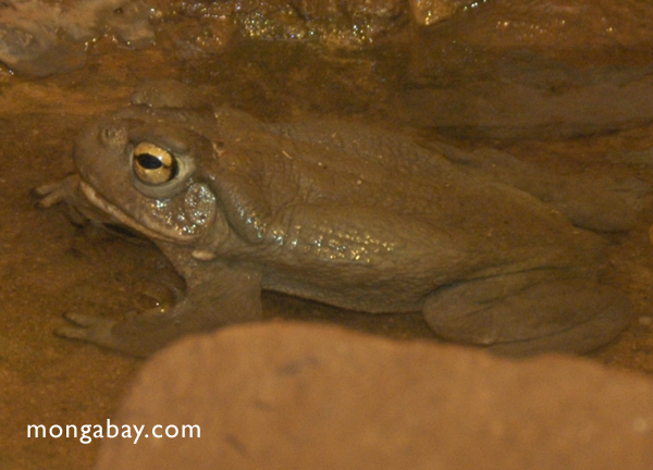 Kolorado Flußkröte oder Sonoran Wüste Kröte (Bufo alvarius)