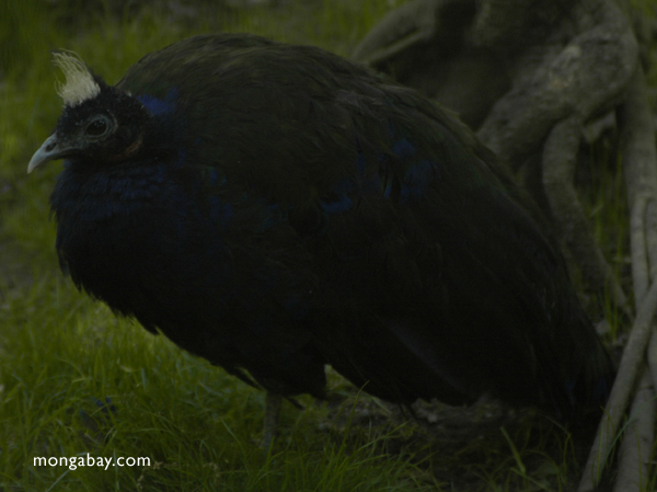 Der Kongo Peafowl (Afropavo congolensis)