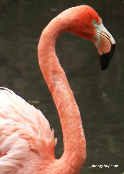 Flamingos inhabit large, shallow lakes or lagoons in Africa, Asia, 