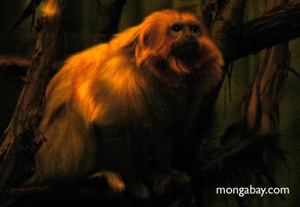 Goldener Löwe Tamarin (Leontopithecus rosalia)