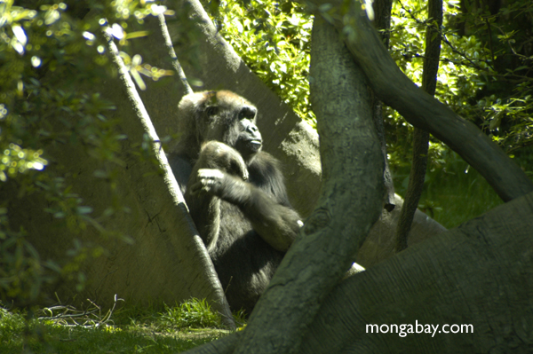 西部の低地gorilla （ゴリラゴリラゴリラ）