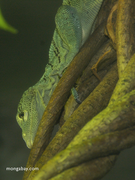 The Green tree or Emerald monitor is a lizards that lives in trees in the 