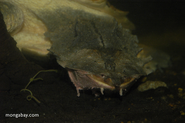 Matamata Schildkröte (Chelus fimbriatus)