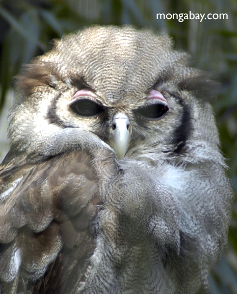 The Milky Eagle Owl is found in lightly wooded areas near rivers and lakes
