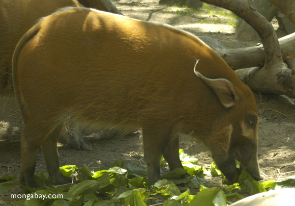 Rotes Fluss-Schwein (Potamochoerus porcus)