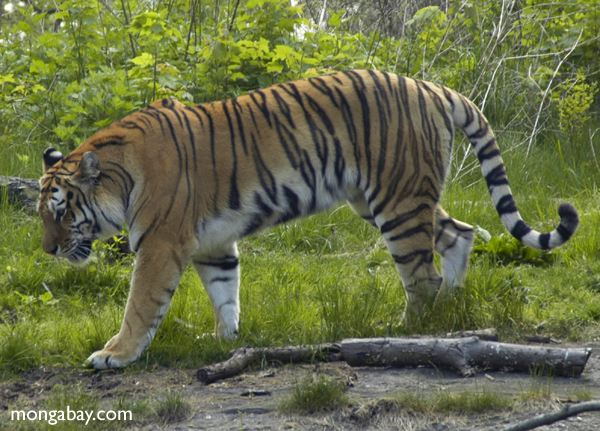 Sibirischer Tiger (Panthera tigris altaica)