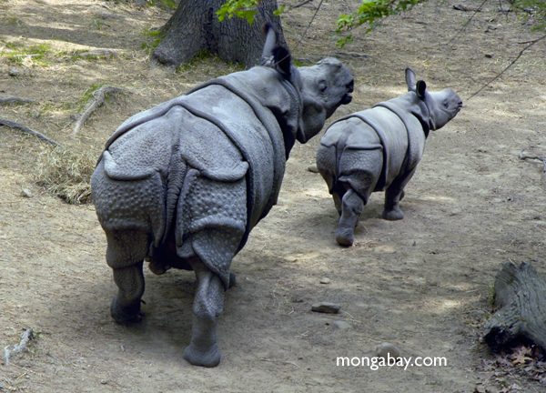 Sumatran Rhinoceros (Dicerorhinus sumatrensis)