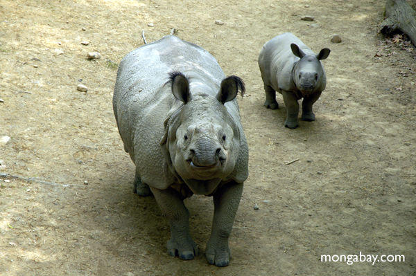 Indian one-horned rhinos.