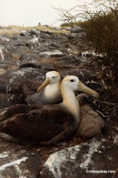 Emboîtement d'albatros dans Galapagos