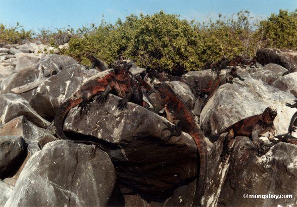 Iguanes d'île de capot dans Galapagos