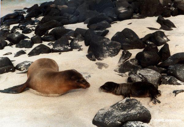 Leones de mar de la madre y del bebé en las Islas Galápagos 