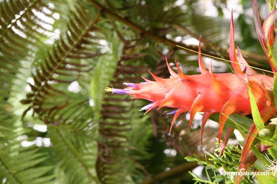 bromeliad красный цветок