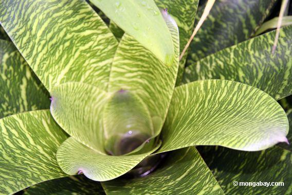 bromeliad veined Blätter