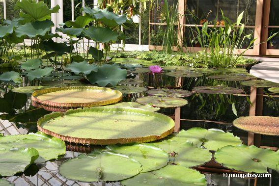 水生植物の部屋