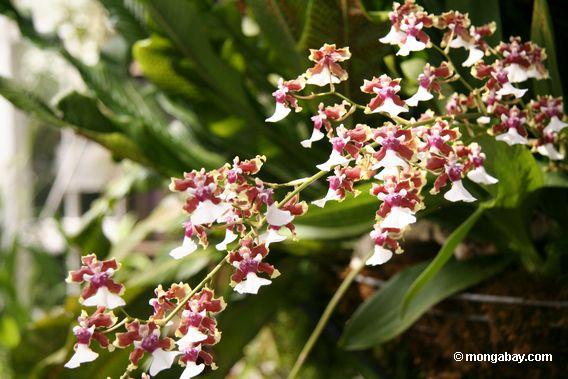 weiße und kastanienbraune Orchidee