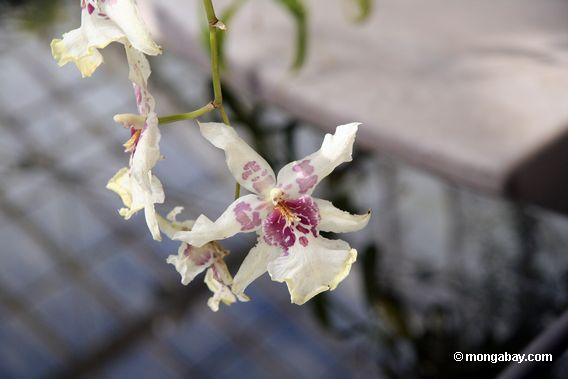 белые и пурпурные орхидеи