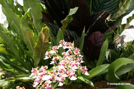 Farnsporen und -orchidee