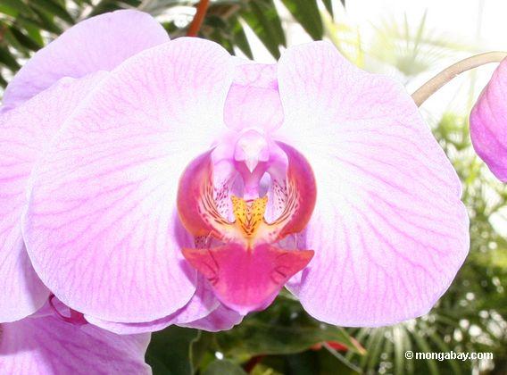 бело-сиреневого орхидея