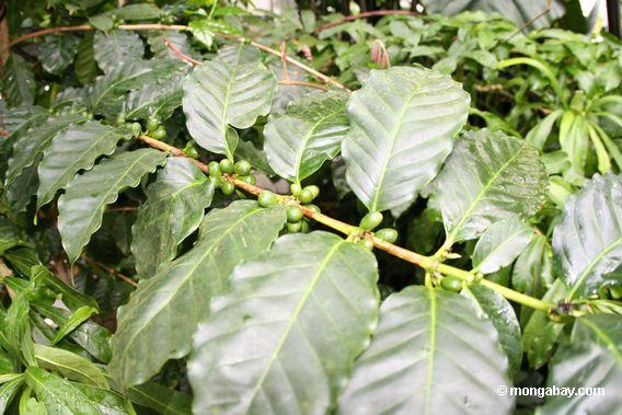 grüne Kaffeebohnen auf Coffea Arabicabusch