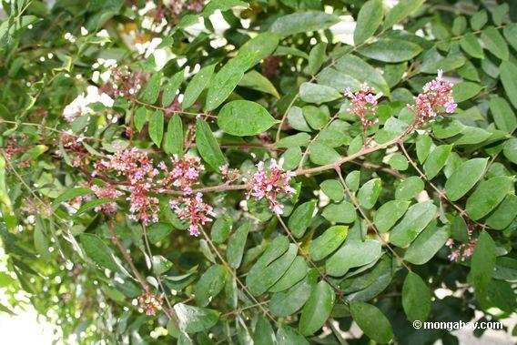starfruit Blumen-Averrhea Carambola