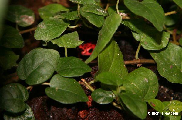 Dendrobates pumilio - Erdbeere Giftpfeil Frosch