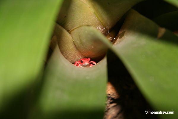 Dendrobates pumilio im bromeliad