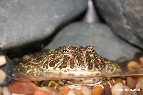 Pacman Frog - ceratophrys ornata
