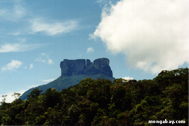 Wei Tepui Crop, Venezuela