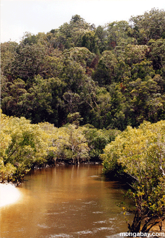 creek do mangrove