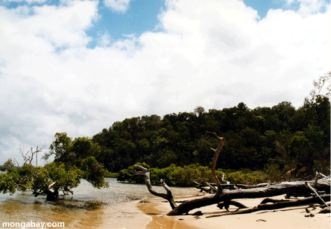 distância dos mangroves